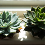 Side-by-side comparison of an Echeveria with powdery farina rosette (left) and a Haworthia with translucent leaf windows (right) in terracotta pots on a sunlit windowsill.