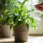 How to Water Mass Cane Plant: When, How, and Why It Matters