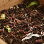How to Start Vermicomposting: A Beginner Bin Setup Guide