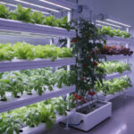 Best Plants for Hydroponics: From Leafy Greens to Fruiting Vegetables