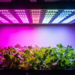 Hydroponic Light Spectrum Guide: Understanding PAR, PPFD, and Which Light to Use