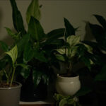 Best Plants for Low Light: Shade-Tolerant Houseplants That Actually Thrive