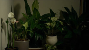 Best Plants for Low Light: Shade-Tolerant Houseplants That Actually Thrive