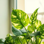 Pothos Light Requirements: How Much Light Does a Pothos Actually Need?