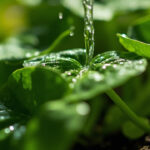 How to Water a Pothos Plant: The Only Guide You Need