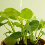 Pothos Fertiliser: When and How to Feed Your Plant