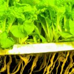 Hydroponic Nutrient Solution: Maximizing Your Plants Growth