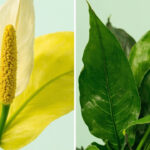 Peace Lily Yellow Leaves: Why and What to Do About It