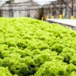 Hydroponics System: A Thriving Guide for Gardeners