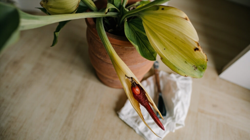 Stressed Bird of Paradise plant with yellowing leaves beside terracotta pot and trowel for recovery care