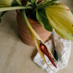 Stressed Bird of Paradise plant with yellowing leaves beside terracotta pot and trowel for recovery care
