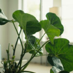 Fiddle Leaf Fig Humidity Requirements: What You Need to Know