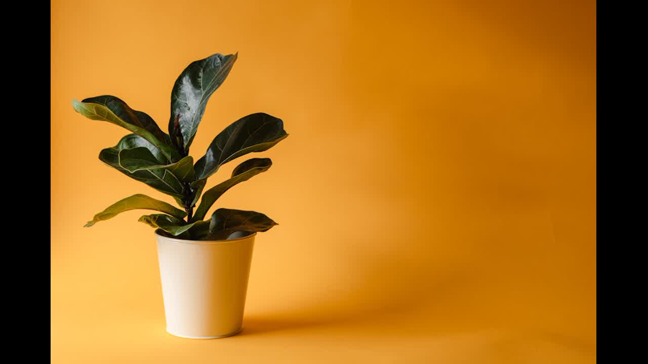 Editorial indoor plant photography for houseplant care article