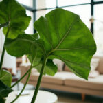 Healthy fiddle leaf fig (Ficus lyrata) with large violin-shaped leaves in a bright room