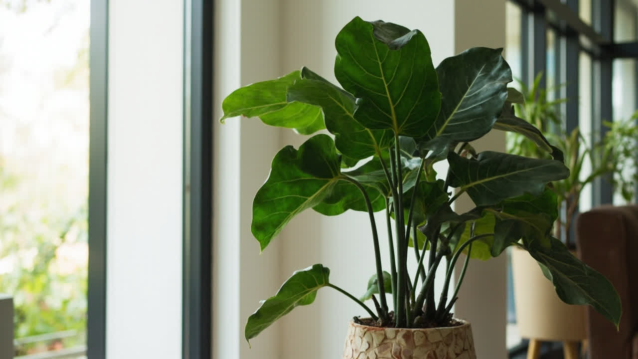 A healthy fiddle leaf fig in bright indirect light — the glossy, large leaves are the mark of a well-grown Ficus lyrata