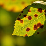 Gooseberry Leaves Turning Brown: Leaf Spot, Sunscald, Nutrient Deficiency, and When to Worry