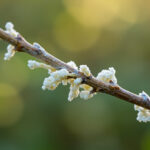 Gooseberry Mildew Disease: Powdery Mildew, American Gooseberry Mildew, and How to Stop the Spread