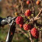 Gooseberry Pruning Guide: Goblet Shape, Spur Pruning, and Rejuvenation for Heavy Crops