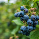 Growing Blueberries at Home: A Complete Guide for Gardeners