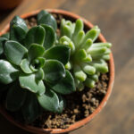 Haworthia Leaves Curling or Going Soft: Diagnosis and Recovery