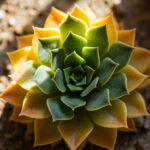 Haworthia Leaves Turning Yellow: Causes, Diagnosis, and Fixes