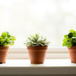 Haworthia Light Requirements: How Much Sun the Window Plant Actually Needs