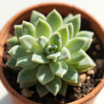 Haworthia Plant Care: The Complete Indoor Guide to Zebra Plants, Window Plants, and Cooperi