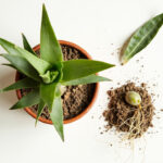 Haworthia Propagation Guide: How to Divide Offsets, Leaf Cuttings, and Seed Starting