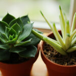 Haworthia Stretching or Etiolated: Fix Leggy Growth