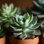 Haworthia Varieties Guide: Zebra, Window, Cooperi, Truncata, and More