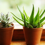 Haworthia vs Aloe Vera: Key Differences in Care, Appearance, and Growth