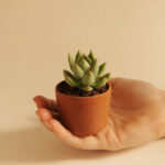 Haworthia Watering Guide: When, How Much, and Why Soak-and-Dry Matters