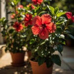Hibiscus rosa-sinensis in terracotta pot on sunny patio blooming profusely