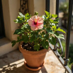 Growing Hibiscus in Pots: Container Care for Balconies and Indoors
