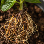 Hibiscus Root Rot