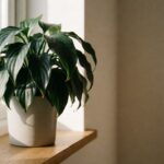 A potted houseplant with drooping leaves on a sunlit windowsill