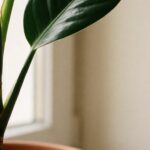 houseplant leaf drop diagnosis guide cover