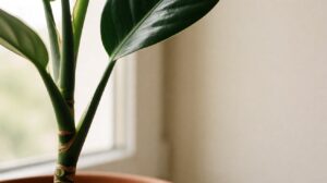 houseplant leaf drop diagnosis guide cover