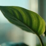 houseplant leaf in warm window light with sticky droplets