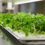 How to Grow Microgreens at Home: A Beginner Setup That Actually Works