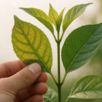 How to Recognize Nutrient Deficiency in Garden Plants