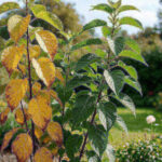 Garden plant showing yellowing older leaves beside healthy green leaves