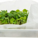 How To Store Microgreens So They Stay Fresh Longer