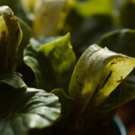 Hoya Leaves Curling and Wilting: Causes From Underwatering to Root Rot