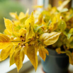 Hoya Leaves Turning Yellow: Diagnosis and Recovery for Yellowing Wax Plant
