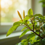Hoya Not Flowering: 7 Reasons Your Wax Plant Refuses to Bloom
