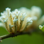 Hoya Pest Identification: Mealybugs, Scale, and Spider Mites on Wax Plants