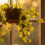 Hoya Plant Care: Complete Guide to Growing Wax Plants Indoors