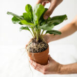 Hoya Potting Guide: When and How to Repot a Wax Plant Without Losing Flowers