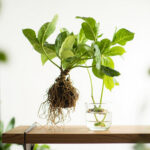Hoya Propagation Guide: How to Root Stem Cuttings in Water and Soil